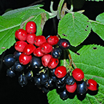 Berry of the Wayfaring Tree