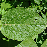 Leaf of the Wayfaring Tree