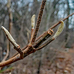 Twig of the Wayfaring Tree